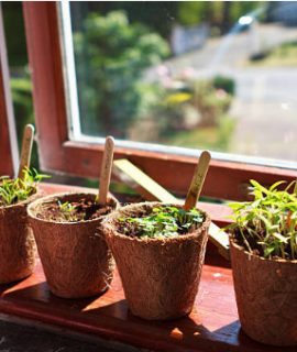 Plantes aromatiques au bord d'une fenêtre