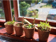 Plantes aromatiques au bord d'une fenêtre