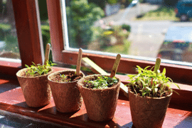 Plantes aromatiques au bord d'une fenêtre