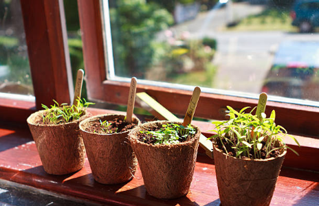 Plantes aromatiques au bord d'une fenêtre